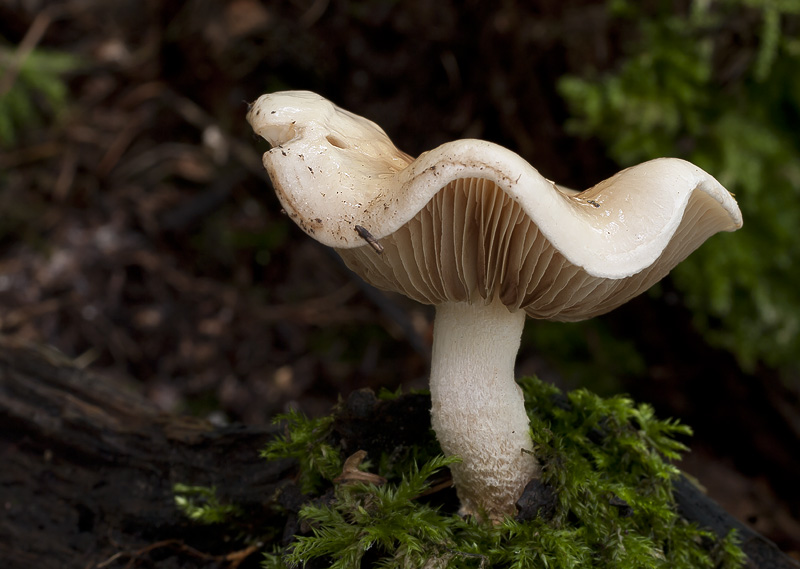 Pholiota lenta